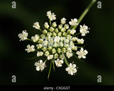 Bullwort, Ammi majus Stockfoto