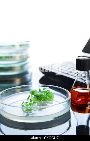 Pflanzen in Petrischale Stockfoto