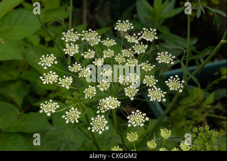 Bullwort Blumen, Ammi majus Stockfoto