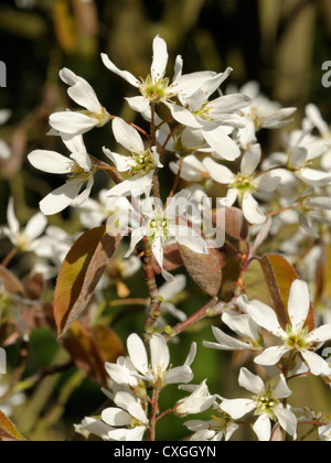 Eschen Blume, Amelanchier lamarckii Stockfoto