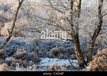 Sutton Coldfield Park im Schnee Stockfoto