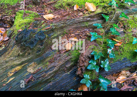 Ivy auf faulenden Baumstamm UK Stockfoto