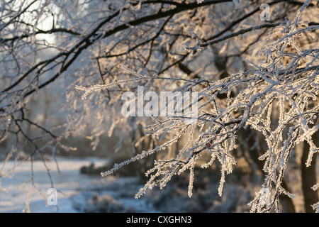 Sutton Coldfield Park im Schnee Stockfoto