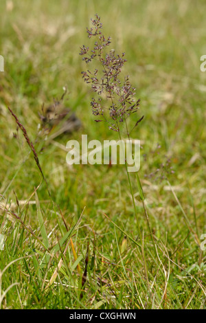 Gemeinsamen gebogen, Agrostis capillaris Stockfoto