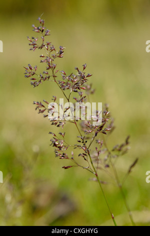 Gemeinsamen gebogen, Agrostis capillaris Stockfoto