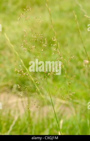 Gemeinsamen gebogen, Agrostis capillaris Stockfoto