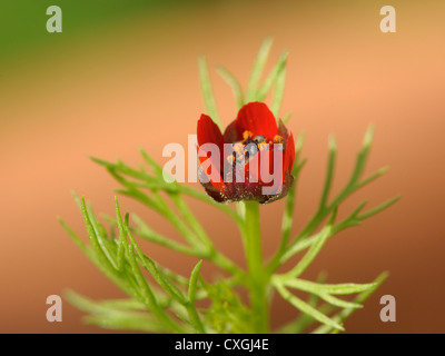 Der Fasan-Auge, Adonis annua Stockfoto