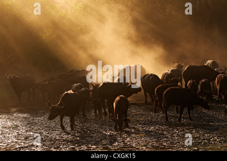 Herde von afrikanischen Büffel im nassen Flussbett, Mana Pools Nationalpark, Zimbabwe, Simbabwe. Kaffernbueffel, afrikanischer Büffel, Stockfoto