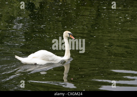 Schwan, Baden am Fluss Nene in Cambridgeshire, England, Vereinigtes Königreich Stockfoto