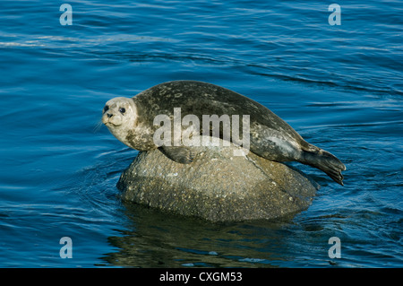 Hafen-Dichtung (Phoca Vitulina) ruht auf Felsen bei Ebbe, Monterey Bay, Kalifornien Stockfoto