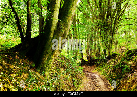 Buche-Wald in West Sussex mit alten Pfad und moosigen Bank an einem sonnigen Tag im Spätsommer in England, UK Stockfoto