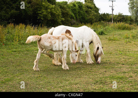 Stute und Fohlen in einem englischen Weiden Stockfoto