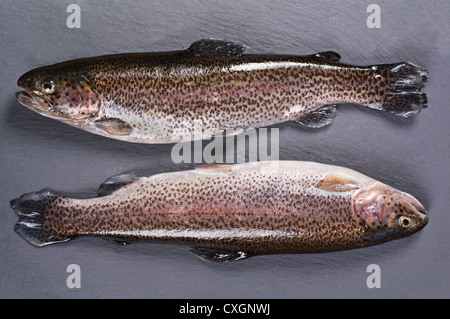 Regenbogenforellen auf einer Schiefertafel Platte Stockfoto