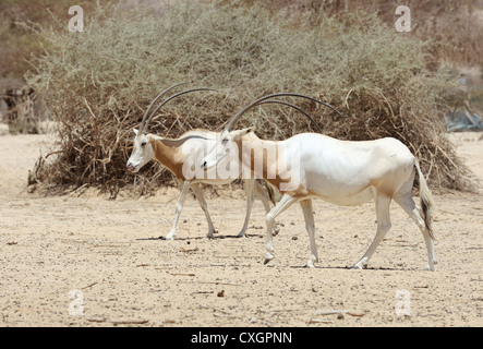 Krummsäbel Oryx in der Reserve Hai-Bar Yotvata im Süden Israels. Stockfoto