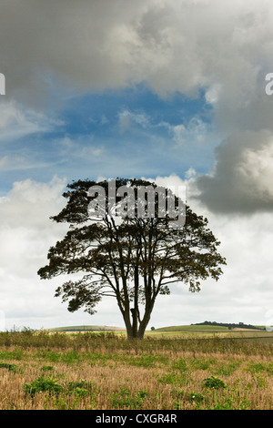 Einzelne Erle Baum in einem Feld auf der South Downs mit großen Cumulus-Wolken und blauer Himmel im Spätsommer in West Sussex England UK Stockfoto