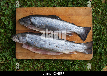 Gegrillte frische Forellen im Schreibtisch aus Holz für Holzkohle Grill draußen vorbereitet Stockfoto