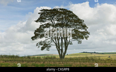 Einzelne Erle Baum in einem Feld auf der South Downs mit großen Cumulus-Wolken und blauer Himmel im Spätsommer in West Sussex England UK Stockfoto
