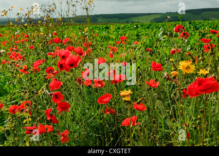 Mohn und andere Wildblumen wehen im Wind in einem Feld auf der South Downs am Ende des Sommers in West Sussex England UK Stockfoto