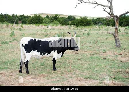 Eine schwarze und weiße Texas Longhorn Kuh, Bos Bos, stehen auf der Weide. Stockfoto