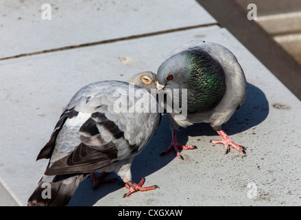Tauben. Paar Tauben. Taube oder Straße, Taube (Columba Livia Forma Domestica). Stockfoto