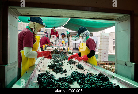 Arbeitnehmerinnen, die Sortierung von Hand rot Okuzgozu Trauben Kavaklidere Weingut in der Nähe von Ankara Stockfoto