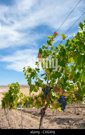 Öküzgözü (Ochsenauge) Trauben im Weinberg Ankara von der türkischen Weinproduzent Kavaklidere Stockfoto