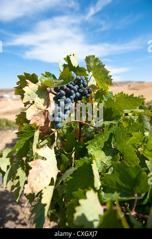 Öküzgözü (Ochsenauge) Trauben im Weinberg Ankara von der türkischen Weinproduzent Kavaklidere Stockfoto