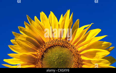 Nahaufnahme der Sonnenblume vor einem blauen Himmelshintergrund Stockfoto