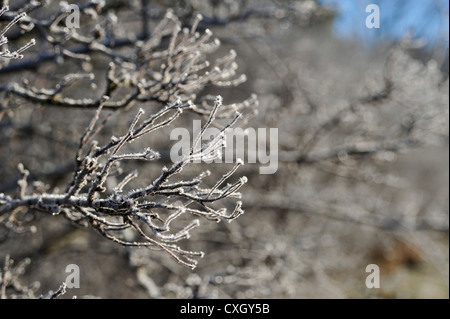 Frost schmiegt sich dicht an Schlehe Zweige, Killin, Schottland Stockfoto