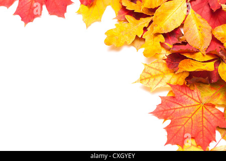 Herbst Blätter auf weißem Hintergrund Stockfoto