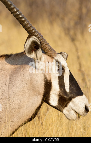 Nahaufnahme von einem Gemsbock (Oryx Gazella) im Abendlicht, Nxai Pan, Botswana Stockfoto