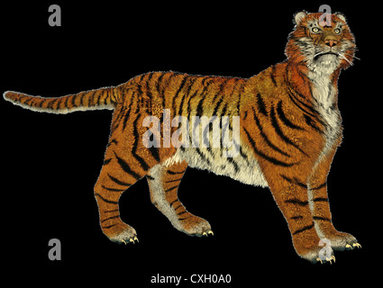 Große schöne Tiger stehen in schwarzem Hintergrund Stockfoto