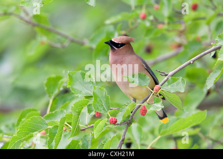 Cedar Waxwing Bird songbird sitzt in Mulberry Tree Stockfoto