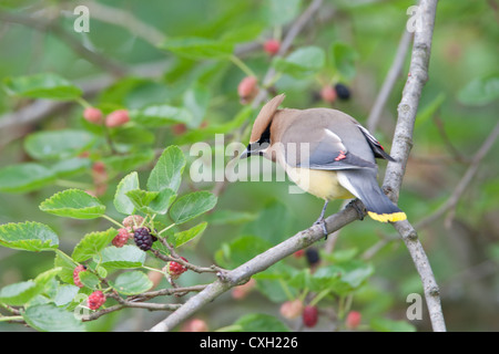 Cedar Waxwing Bird songbird sitzt in Mulberry Tree Stockfoto