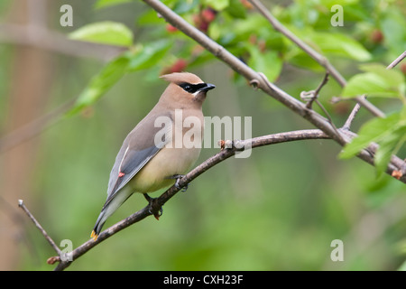 Cedar Waxwing Bird songbird sitzt in Mulberry Tree Stockfoto