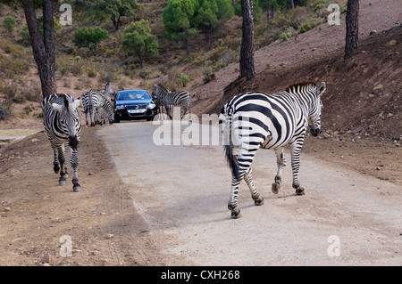 Touristen auf Safari füttern Zebras aus dem Auto und Zebra ist Kreuzung Straße unter Autos La Reserva Sevilla, Safari-park Stockfoto