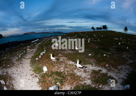 Seevogel Nester in Abrolhos Islands, National Marine Schutzgebiet in Bahia, Brasilien. Stockfoto