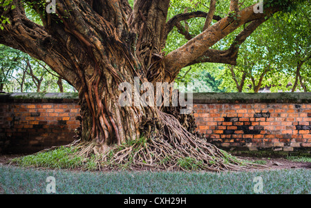 Baum mit weitläufigen Wurzeln im Temple of Literature, Hanoi, Vietnam Stockfoto