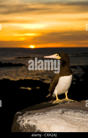 Braun Booby Sula Leucogaster In Abrolhos Inseln Süd Küste von Bahia State, Sonnenuntergangszeit, Brasilien Stockfoto