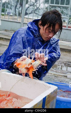 Straße Goldfisch Stall, Hue, Vietnam Stockfoto