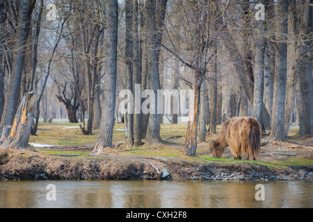 Yak im Frühjahr Weiden am Ufer eines Flusses mit Wald im Hintergrund. Mongolei Stockfoto