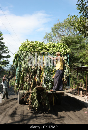 Plantagenarbeiter binden Banane Pflanze auf LKW auf der Insel Ometepe Nicaragua Stockfoto