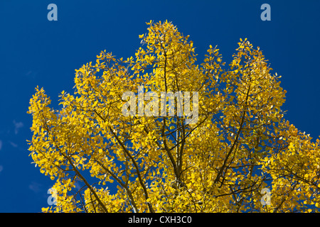 Bunte Colorado Aspen verlässt gegen den blauen Himmel Stockfoto