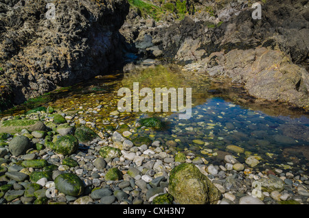 Strand-Felsen in grüne Algen Algen bedeckt Stockfoto