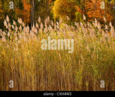 Herbstliche Sonnenlicht auf gemeinsamen Schilf (Phragmites Australis) in einem Feuchtgebiet Sumpf in Westchester County, Tarrytown, New York USA Stockfoto