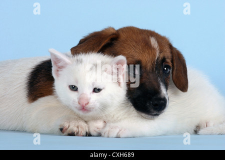 Katze & Hund Stockfoto