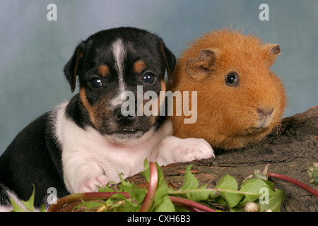 Hund & Meerschweinchen Stockfoto