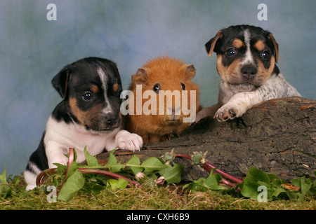 Hunde & Meerschweinchen Stockfoto