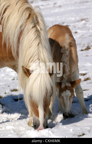 Haflingerpferde im Schnee Stockfoto