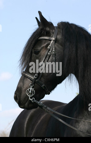 Friesische Pferd Stockfoto